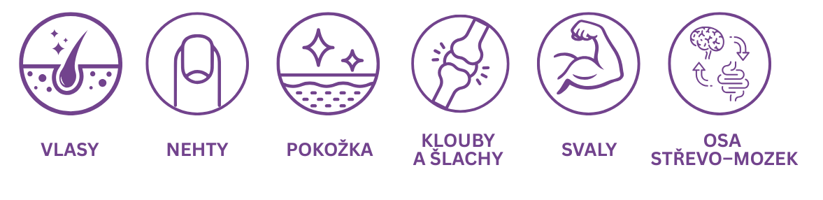 Oblasti uvedené v prezentaci: vlasy, nehty, pokožka, klouby, svaly a osa střevo–mozek